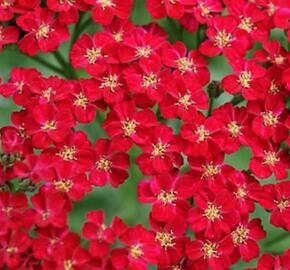 Řebříček obecný 'Red Velvet' - Achillea millefolium 'Red Velvet'