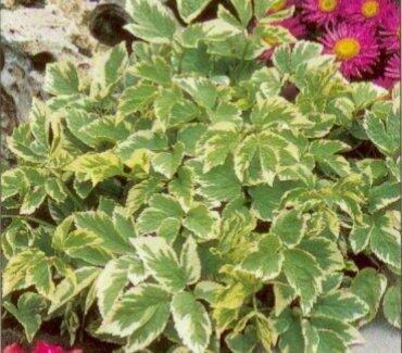 Bršlice kozí noha 'Variegatum' - Aegopodium podagraria 'Variegatum'