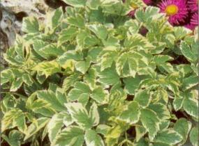 Bršlice kozí noha 'Variegatum' - Aegopodium podagraria 'Variegatum'