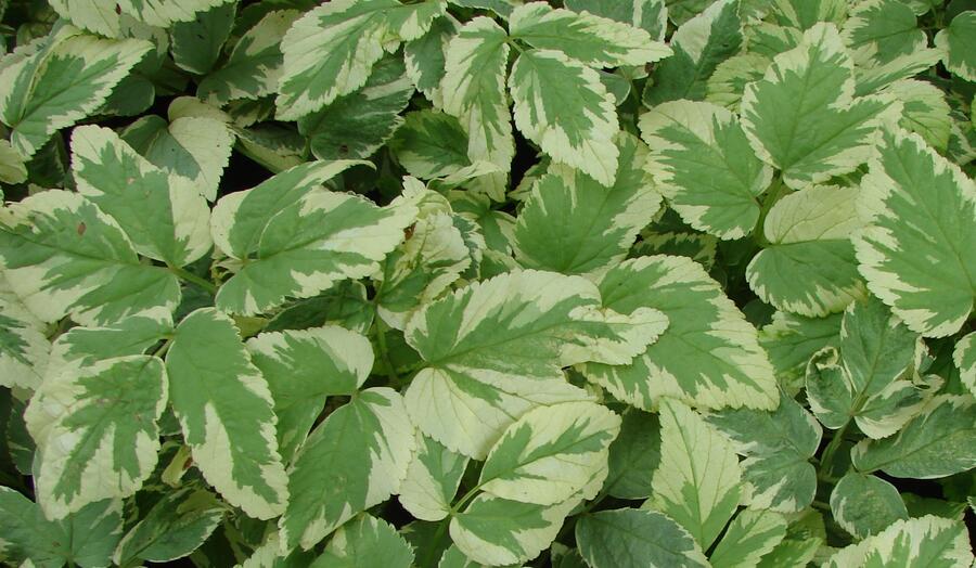 Bršlice kozí noha 'Variegatum' - Aegopodium podagraria 'Variegatum'