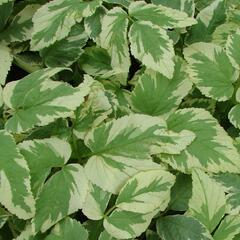 Bršlice kozí noha 'Variegatum' - Aegopodium podagraria 'Variegatum'
