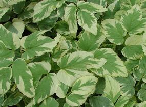 Bršlice kozí noha 'Variegatum' - Aegopodium podagraria 'Variegatum'