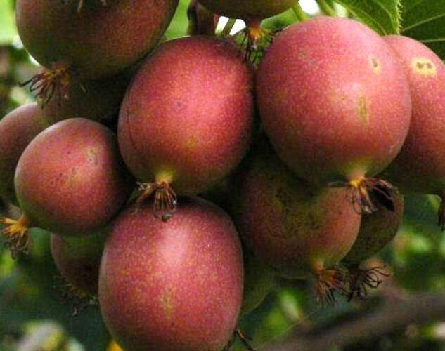 Aktinidie význačná, kiwi - samičí 'Kens Red' - Actinidia arguta 'Kens Red'