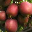 Aktinidie význačná, kiwi - samičí 'Kens Red' - Actinidia arguta 'Kens Red'
