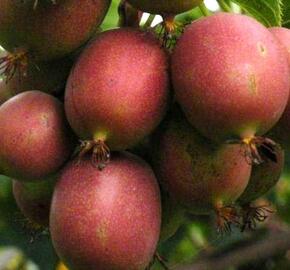 Aktinidie význačná, kiwi - samičí 'Kens Red' - Actinidia arguta 'Kens Red'