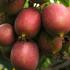 aktinidie-vyznacna-kiwi-samici-kens-red.jpg