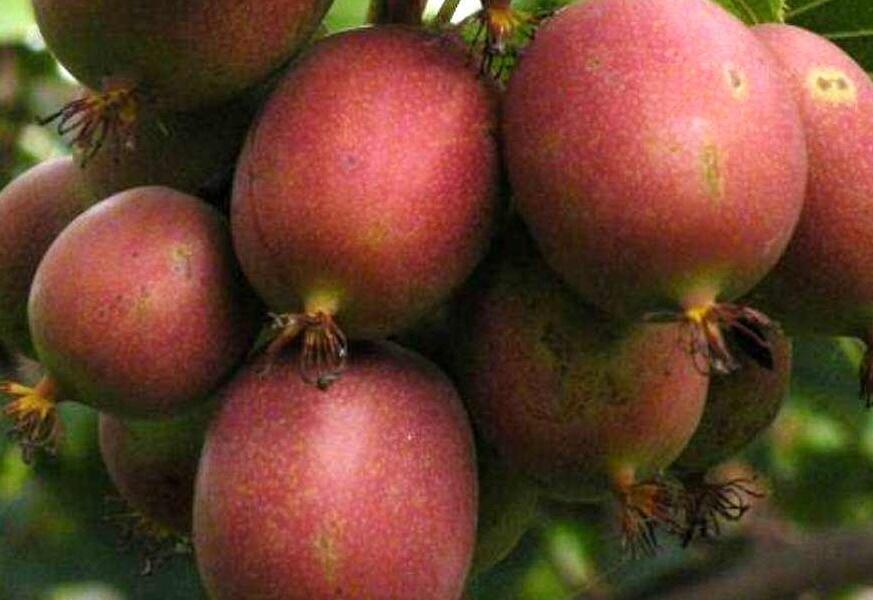 Aktinidie význačná, kiwi - samičí 'Kens Red' - Actinidia arguta 'Kens Red'