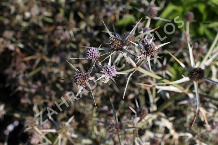 Máčka různolistá - Eryngium variifolium