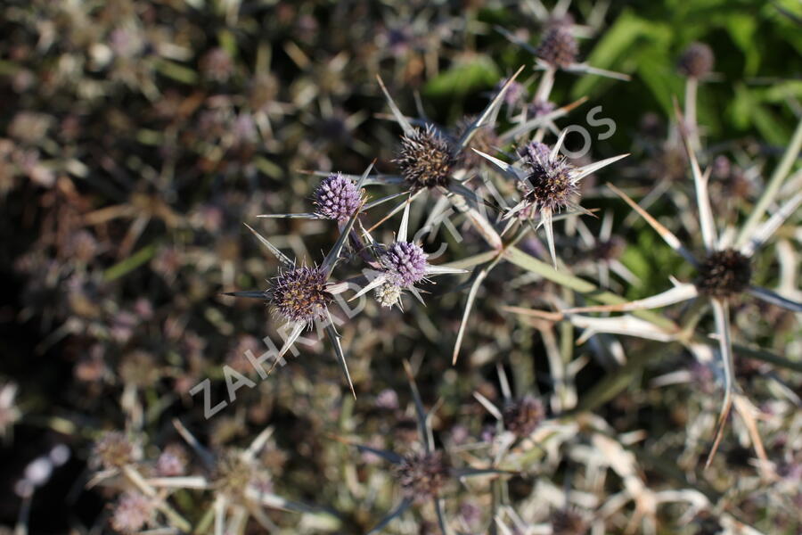 Máčka různolistá - Eryngium variifolium