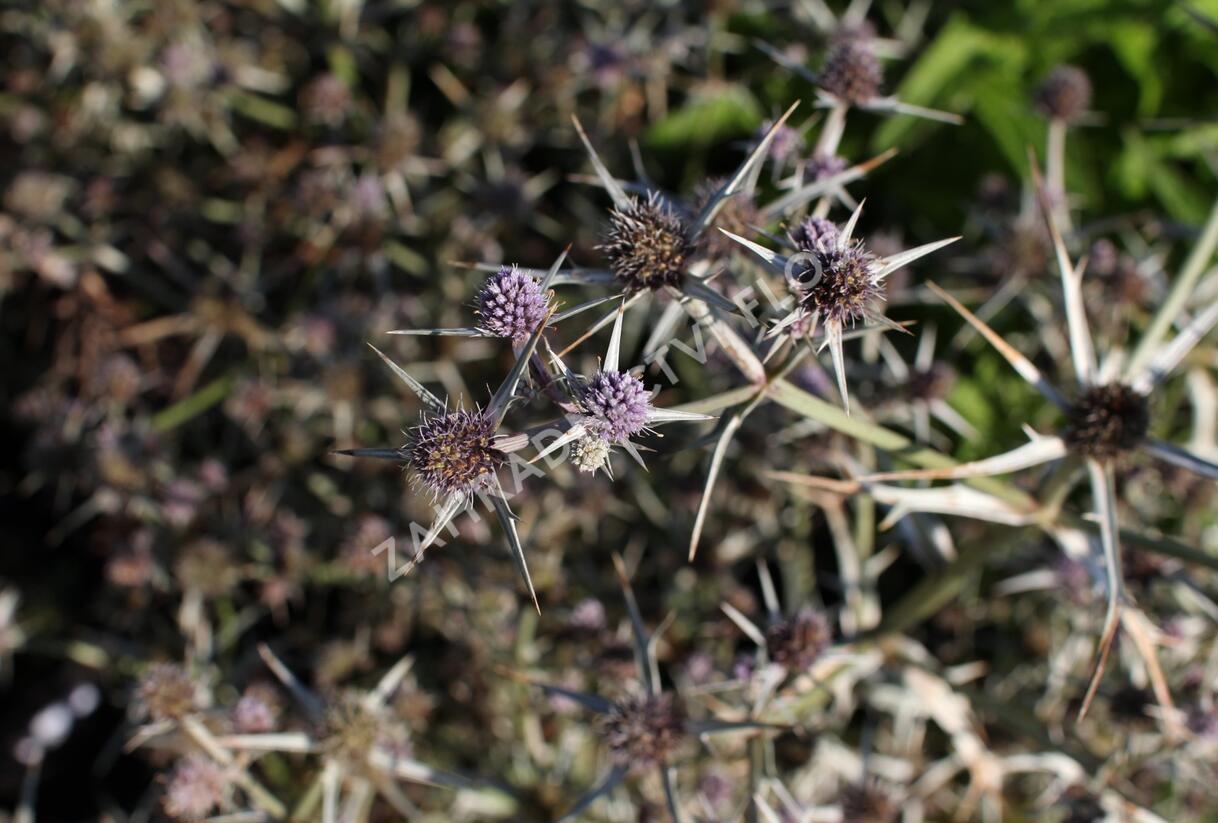 Máčka různolistá - Eryngium variifolium