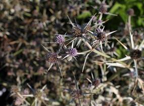 Máčka různolistá - Eryngium variifolium