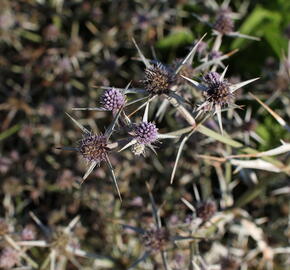 Máčka různolistá - Eryngium variifolium