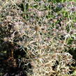 Máčka různolistá - Eryngium variifolium