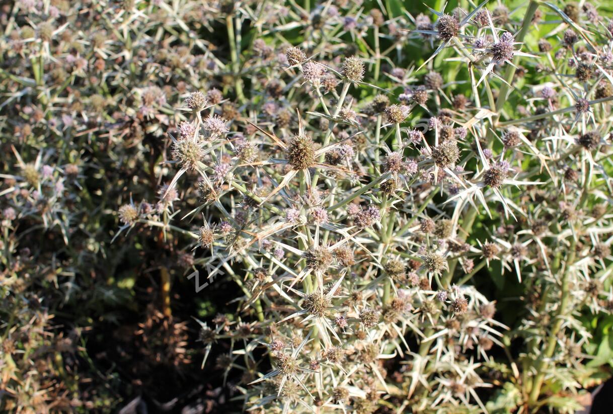 Máčka různolistá - Eryngium variifolium