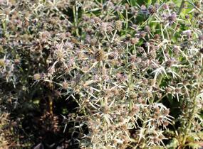 Máčka různolistá - Eryngium variifolium
