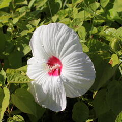 Ibišek bahenní 'Nippon White' - Hibiscus moscheutos 'Nippon White'