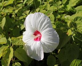 Ibišek bahenní 'Nippon White'