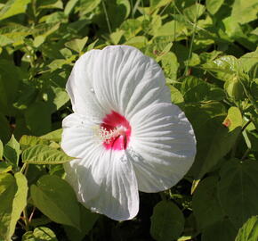 Ibišek bahenní 'Nippon White' - Hibiscus moscheutos 'Nippon White'