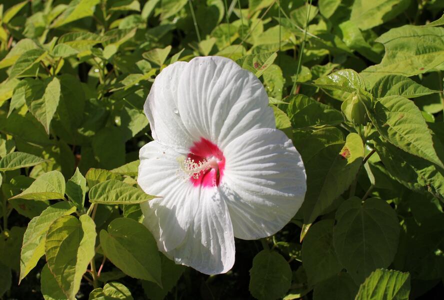 Ibišek bahenní 'Nippon White' - Hibiscus moscheutos 'Nippon White'