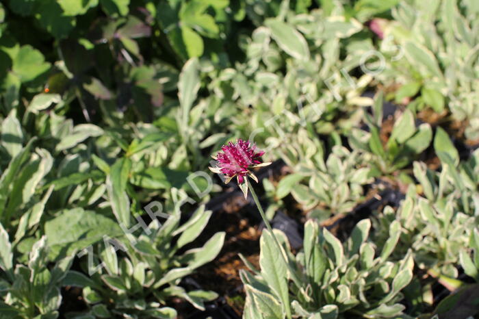 Chrastavec 'Thunder and Lightning' - Knautia macedonica 'Thunder and Lightning'