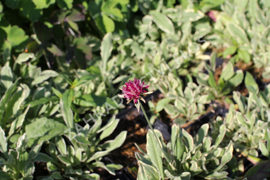 Chrastavec 'Thunder and Lightning' - Knautia macedonica 'Thunder and Lightning'