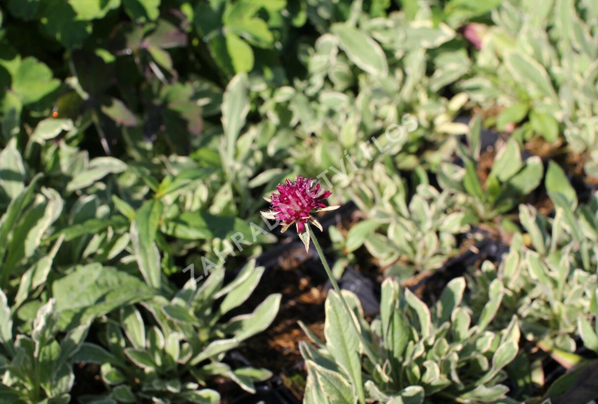 Chrastavec 'Thunder and Lightning' - Knautia macedonica 'Thunder and Lightning'