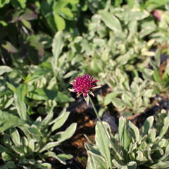 Chrastavec 'Thunder and Lightning' - Knautia macedonica 'Thunder and Lightning'