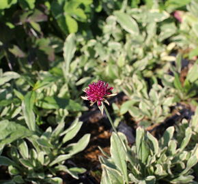 Chrastavec 'Thunder and Lightning' - Knautia macedonica 'Thunder and Lightning'