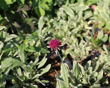 Chrastavec 'Thunder and Lightning'