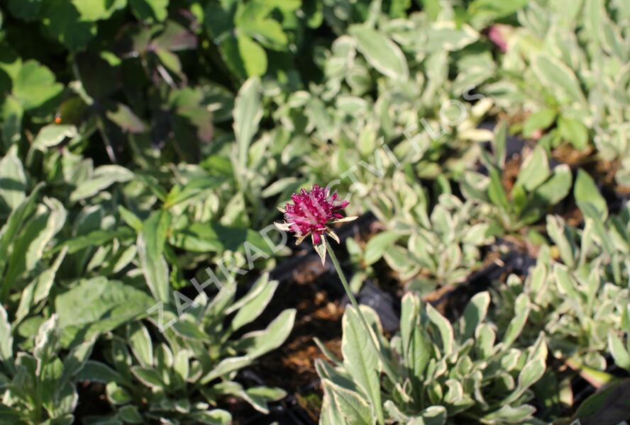 Chrastavec 'Thunder and Lightning' - Knautia macedonica 'Thunder and Lightning'