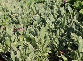 Chrastavec 'Thunder and Lightning' - Knautia macedonica 'Thunder and Lightning'