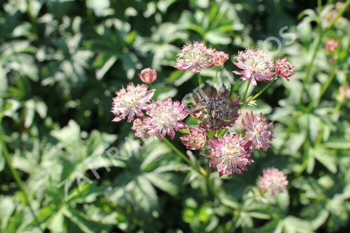 Jarmanka větší - Astrantia major