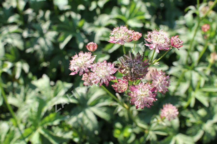 Jarmanka větší - Astrantia major