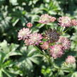 Jarmanka větší - Astrantia major