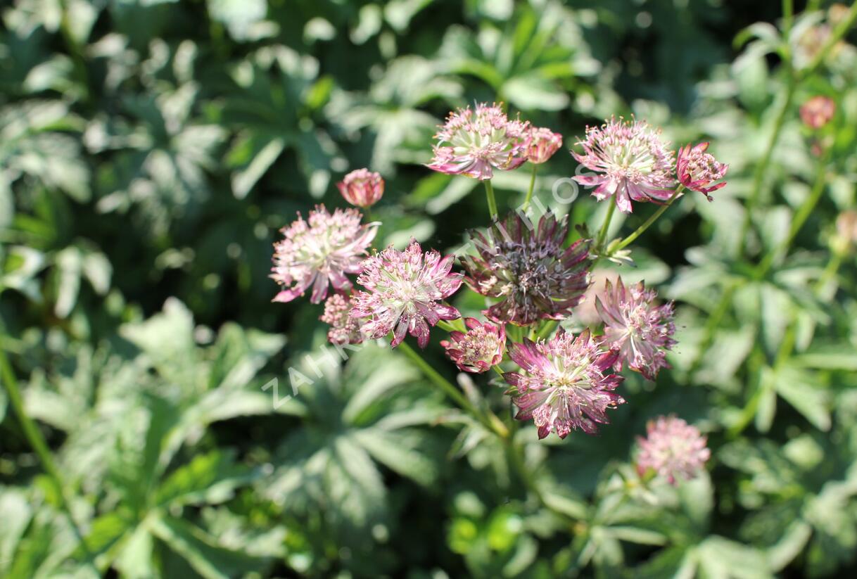 Jarmanka větší - Astrantia major