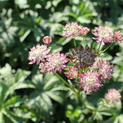 Jarmanka větší - Astrantia major