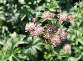 Jarmanka větší - Astrantia major