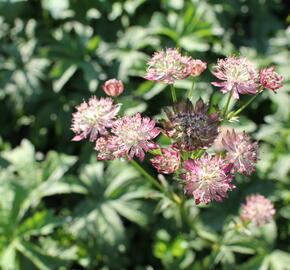 Jarmanka větší - Astrantia major