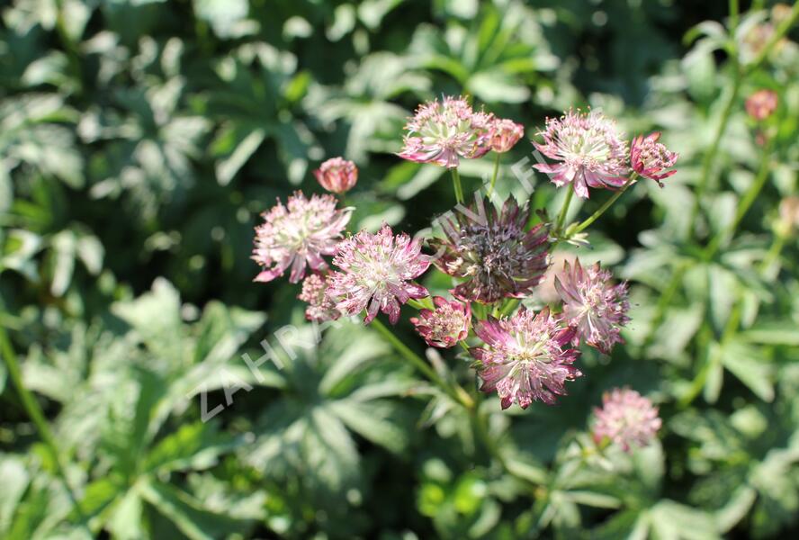 Jarmanka větší - Astrantia major