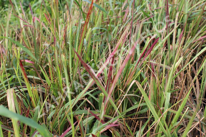 Imperata válcovitá 'Red Baron' - Imperata cylindrica 'Red Baron'