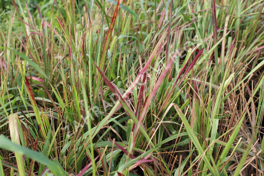 Imperata válcovitá 'Red Baron' - Imperata cylindrica 'Red Baron'