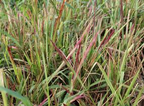 Imperata válcovitá 'Red Baron' - Imperata cylindrica 'Red Baron'