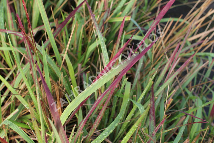 Imperata válcovitá 'Red Baron' - Imperata cylindrica 'Red Baron'