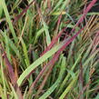 Imperata válcovitá 'Red Baron' - Imperata cylindrica 'Red Baron'