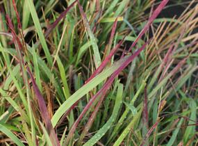 Imperata válcovitá 'Red Baron' - Imperata cylindrica 'Red Baron'