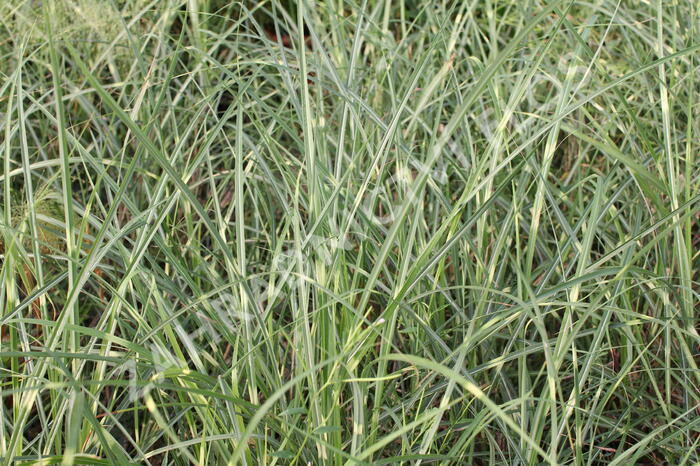 Ozdobnice čínská 'Puenktchen' - Miscanthus sinensis 'Puenktchen'