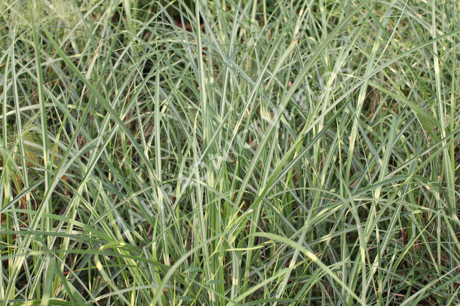Ozdobnice čínská 'Puenktchen' - Miscanthus sinensis 'Puenktchen'