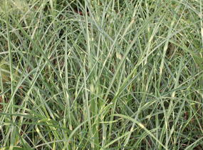 Ozdobnice čínská 'Puenktchen' - Miscanthus sinensis 'Puenktchen'