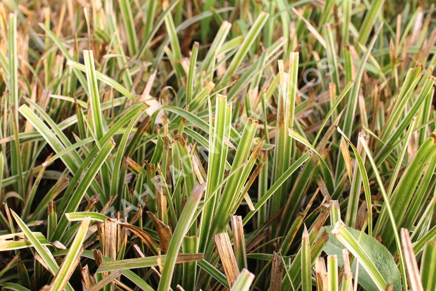 Ostřice japonská 'Ice Dance' - Carex morrowii 'Ice Dance'