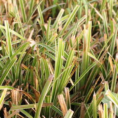 Ostřice japonská 'Ice Dance' - Carex morrowii 'Ice Dance'